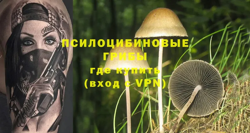 купить  сайты  Пучеж  Галлюциногенные грибы Magic Shrooms 